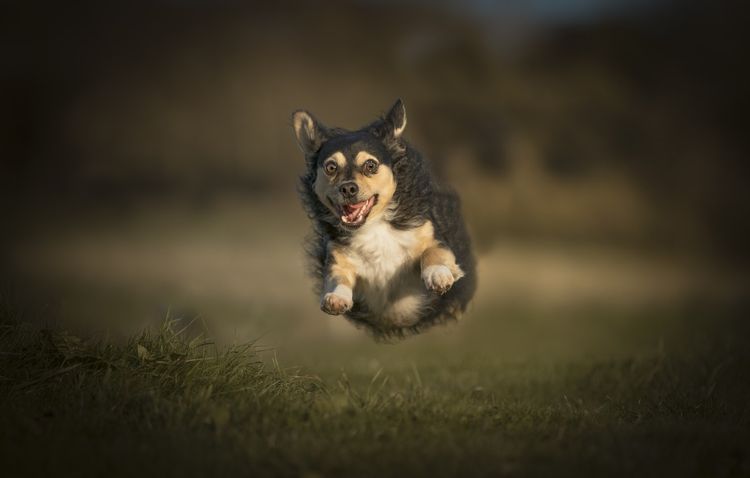 Perro corriendo