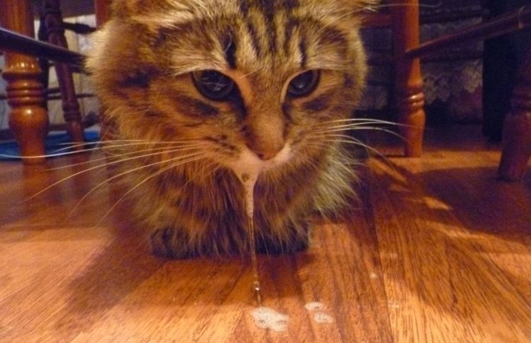 Schaum vor dem Mund der Katze