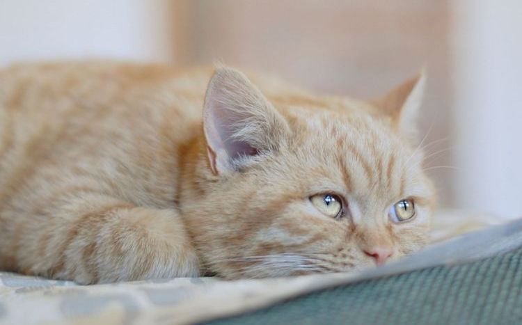Die Katze ist krank.