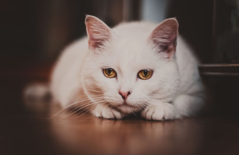Katze mit gelben Augen