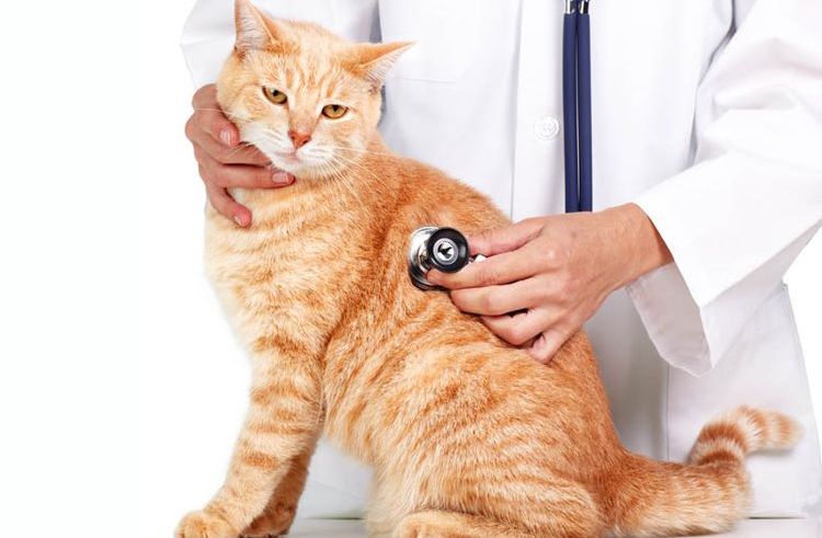 Der Tierarzt untersucht einen roten Kater.
