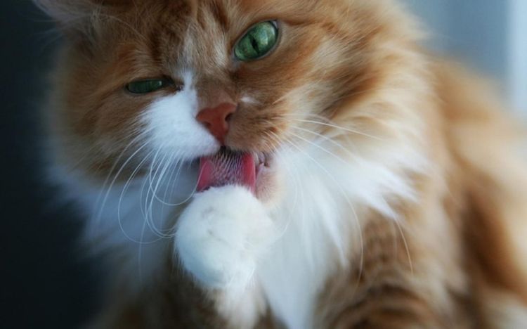 Schaum vor dem Mund der Katze: Ursache und was tun
