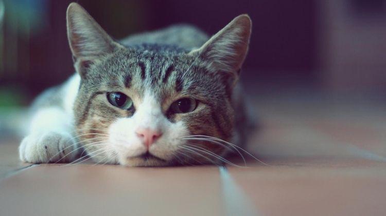 Vientre duro en gatos