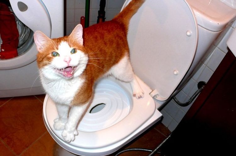 Estreñimiento en gatos