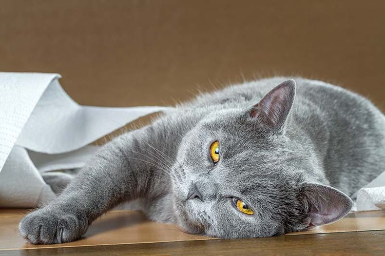 Gato triste
