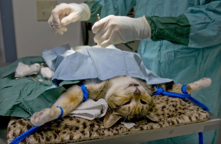 Esterilización de la gata