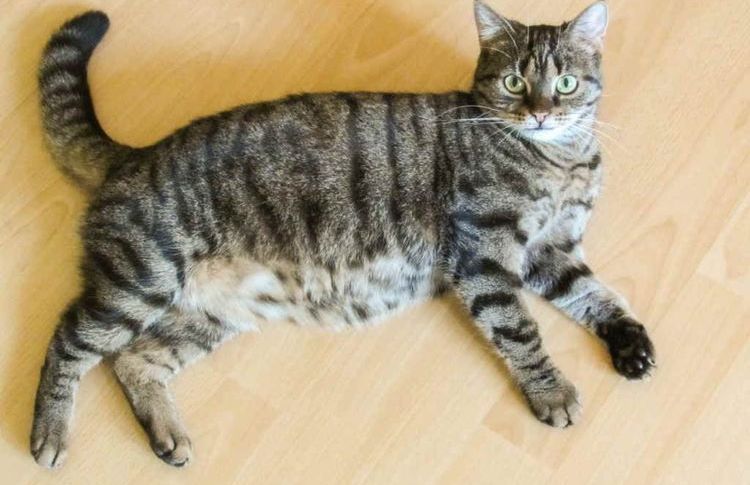 Vientre duro en gatos