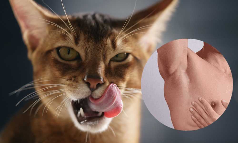 Gato cerca de la axila