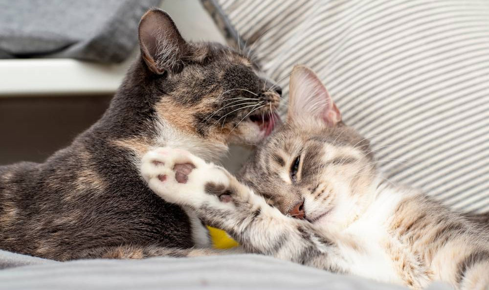 Qué significa cuando los gatos se acicalan entre sí, a sus dueños o a los perros