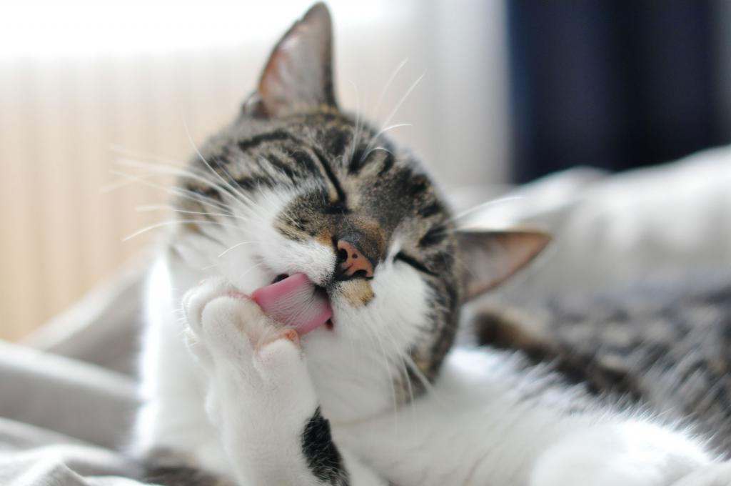 ¿Por qué los gatos se laman a sí mismos y a otros?
