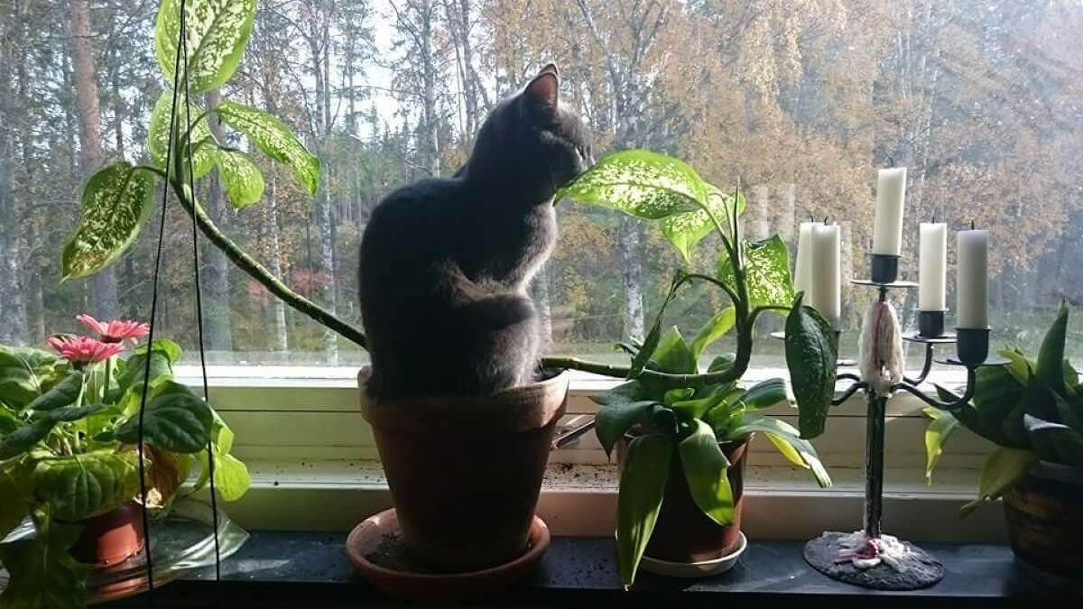 El gato estropea la maceta en el alféizar.