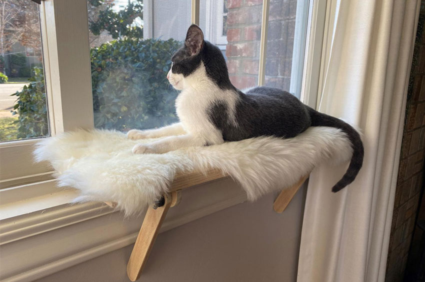 Un lugar cómodo para el gato en el alféizar