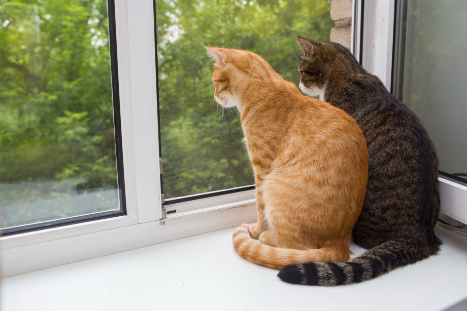 Por qué los gatos miran por la ventana