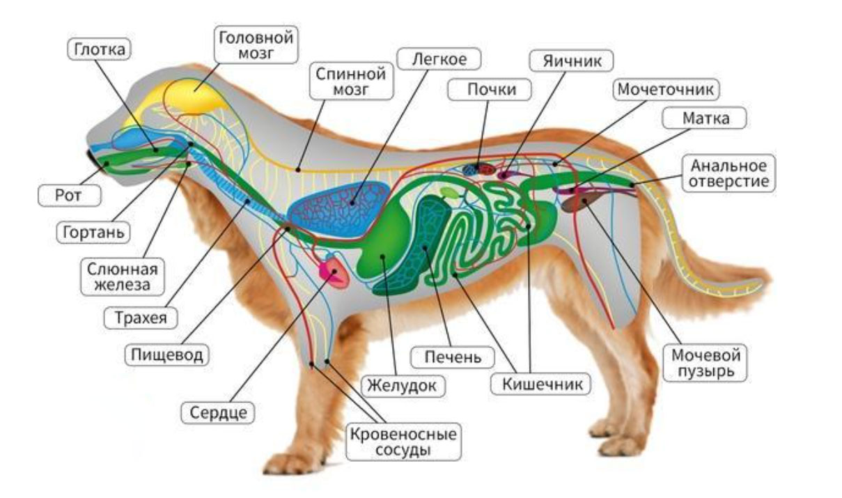 Organe und Systeme des Hundes