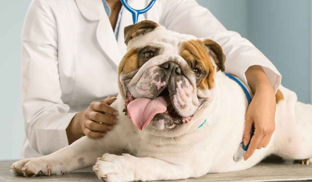 Ursachen für schnelles Atmen bei Hunden
