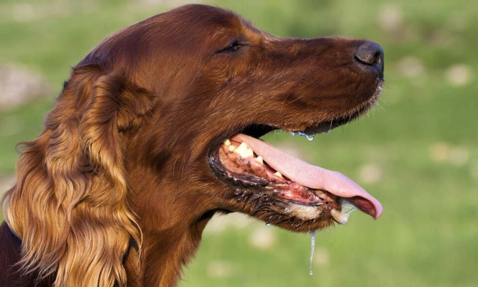 Secreción salival en perros