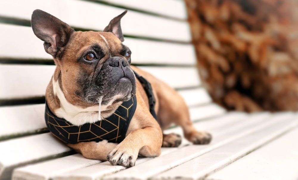 Razas de perros babosas