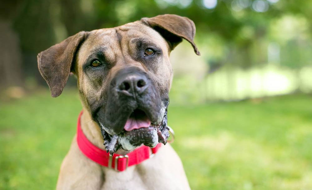 Causas del babeo abundante en perros: normalidad y patología