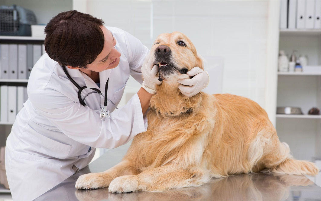 Hipersalivación: causas de la salivación excesiva en perros