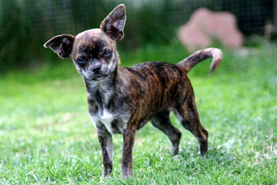 Chihuahua color atigrado