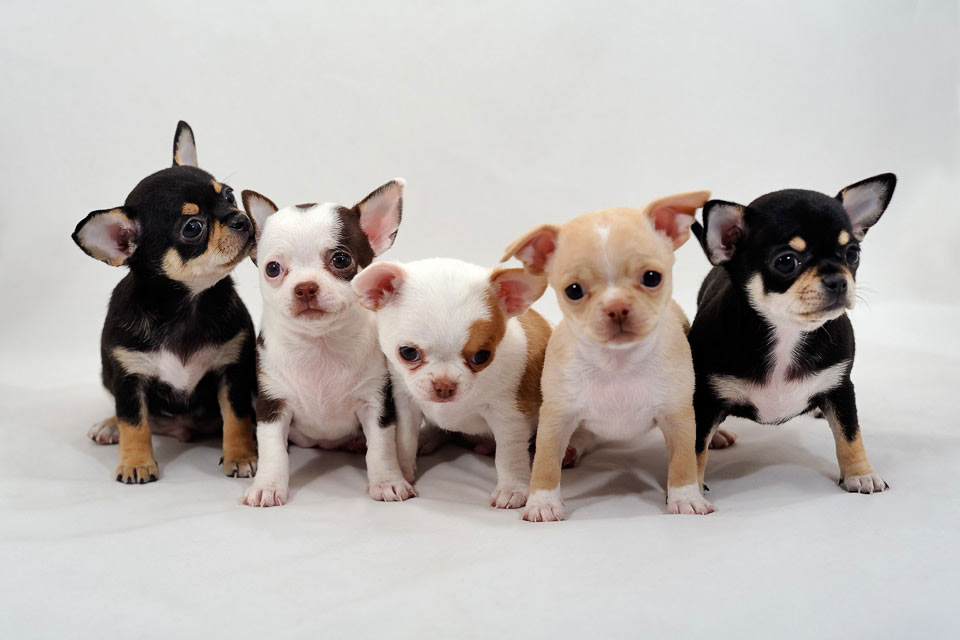 Cachorros de Chihuahua