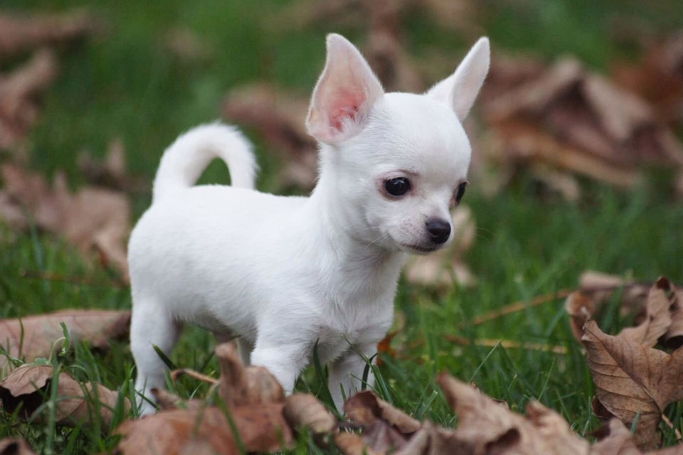 Pequeño Chihuahua blanco