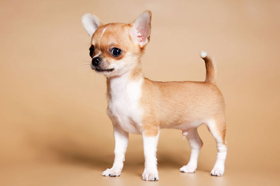 Características de los perros Chihuahua
