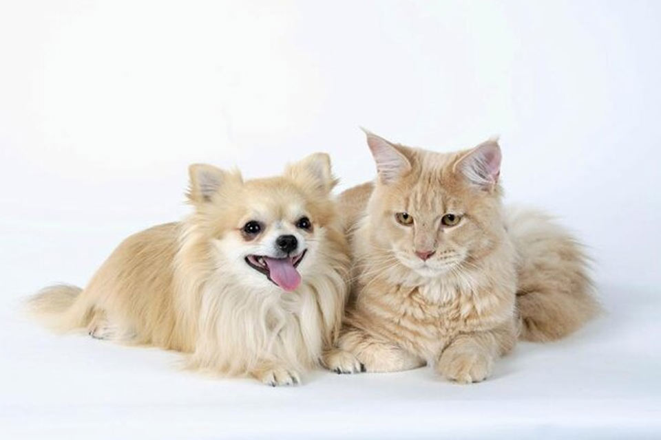 Chihuahua y gato