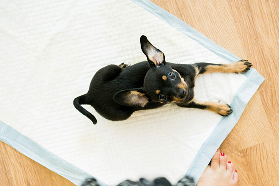 Chihuahua y empapador