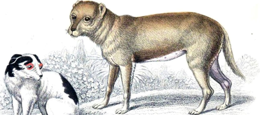 Los perros Techichi, antepasados del Chihuahua