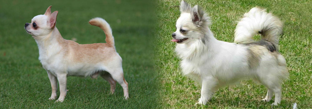 Chihuahua: todo sobre la raza
