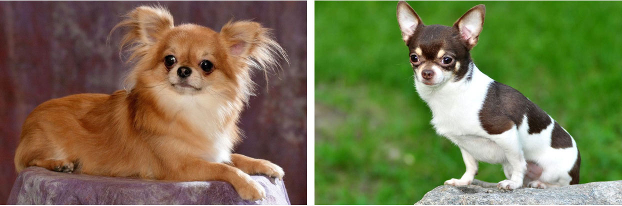 Chihuahua de pelo liso y de pelo largo