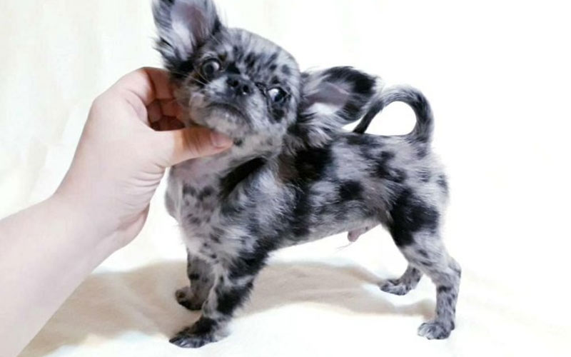 Chihuahua merle