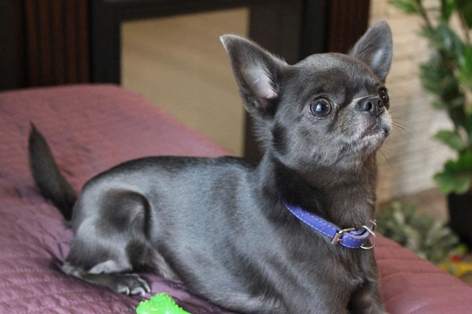 Chihuahua azul (gris)