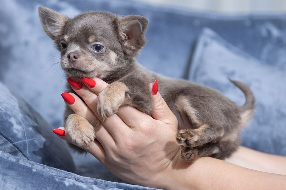 Chihuahua lila