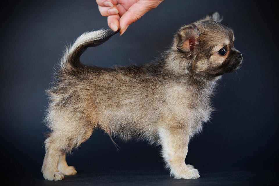 Chihuahua de color sable