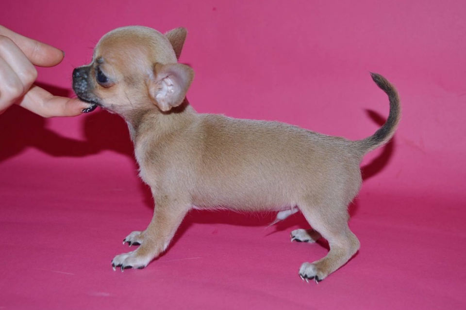 Chihuahua leonado
