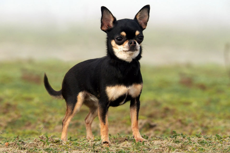 Chihuahua bicolor