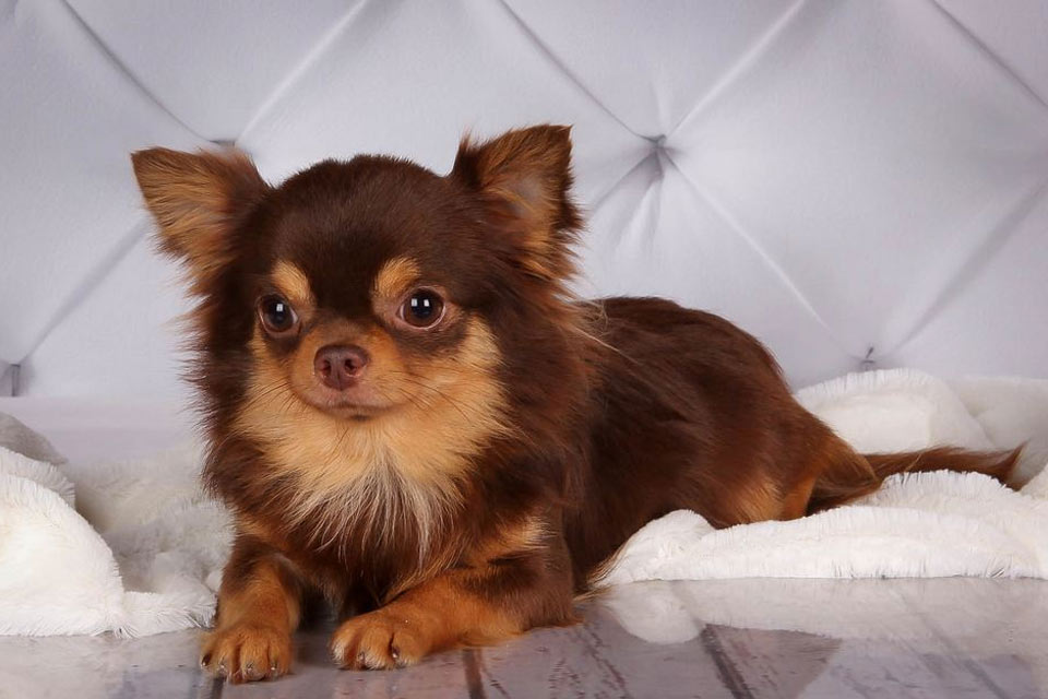 Chihuahua bicolor chocolate