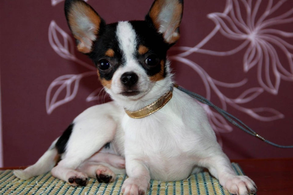Chihuahua tricolor
