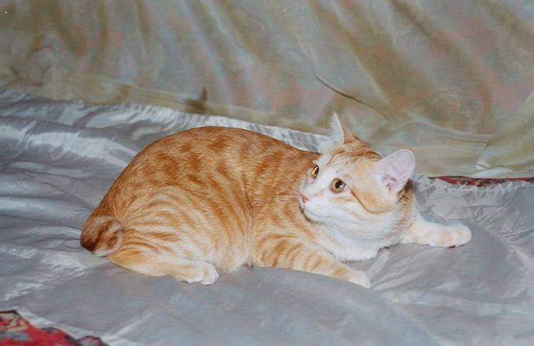 razas-de-gatos-con-cola-corta-10 Manx Longy