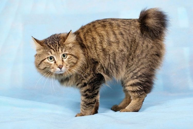 Bobtails kuriles