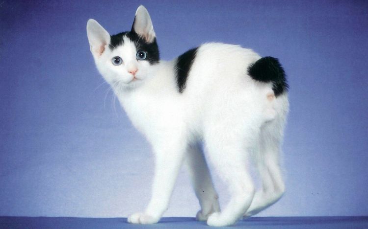 Japanese bobtail