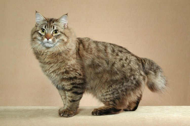 Bobtail americano