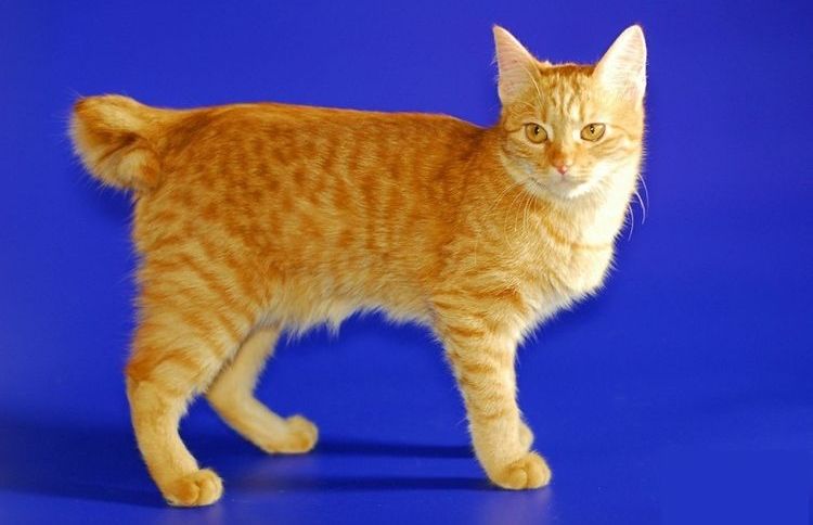 Bobtail carelio