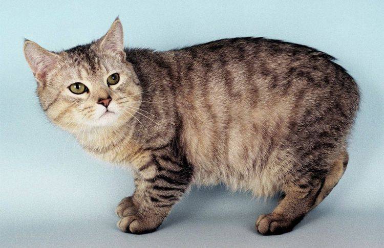 razas-de-gatos-con-cola-corta-7 Manx Rumpy