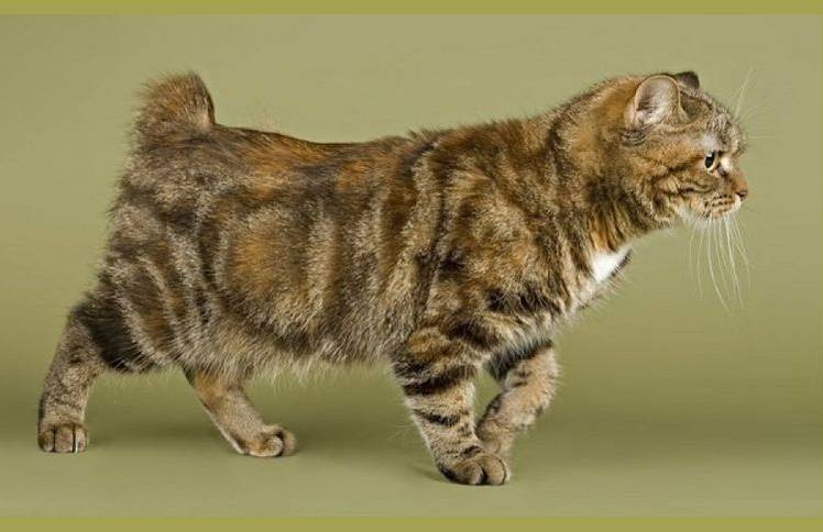 razas-de-gatos-con-cola-corta-8 Manx Stumpy