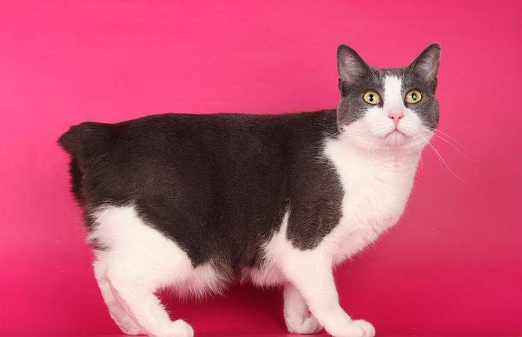 razas-de-gatos-con-cola-corta-9 Manx Riser