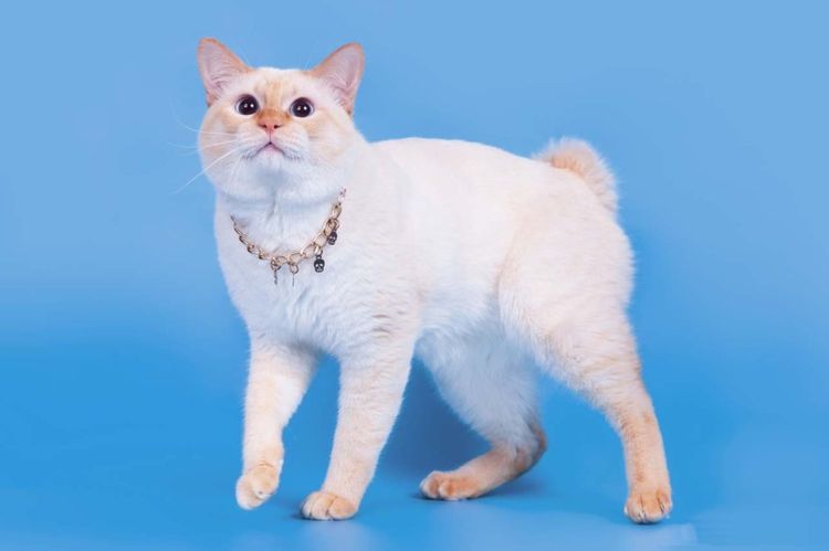 Razas de gatos sin cola