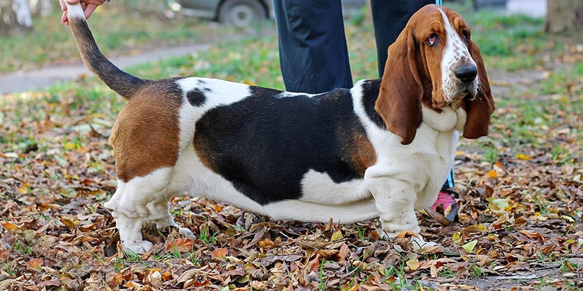 Basset hound